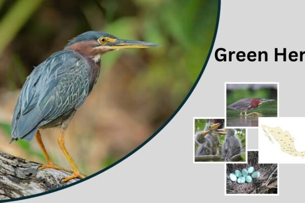 Green Heron: Identification, Habitat, Diet, and Behavior