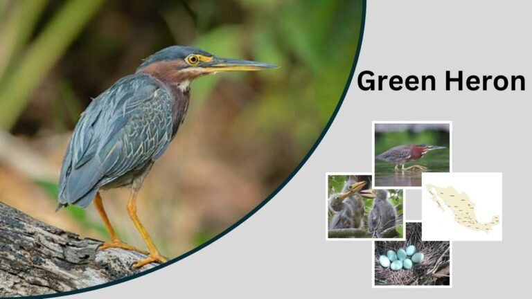 Green Heron: Identification, Habitat, Diet, and Behavior