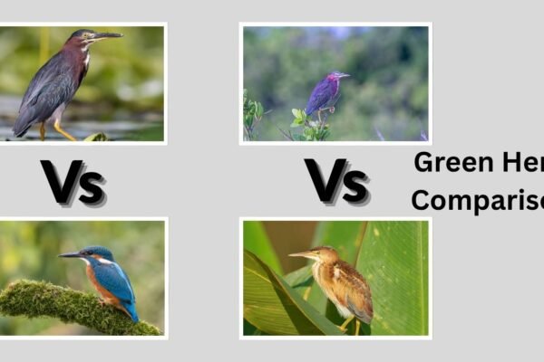 Green Heron Comparisons: Male vs Female and Similar Species