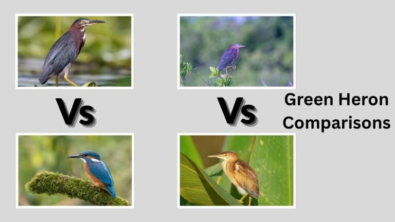 Green Heron Comparisons: Male vs Female and Similar Species