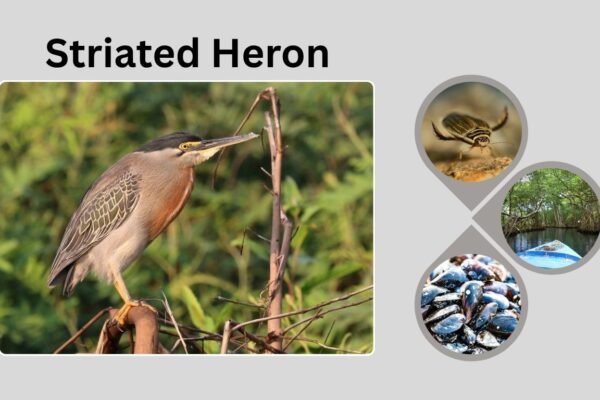 Striated Heron: Habitat, Range, Behavior, and Identification
