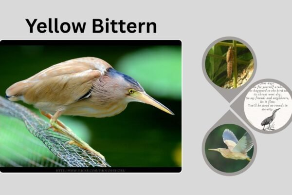 Yellow Bittern: Identification, Habitat, Flight, and Behavior