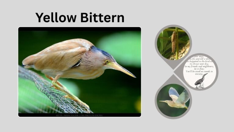 Yellow Bittern: Identification, Habitat, Flight, and Behavior