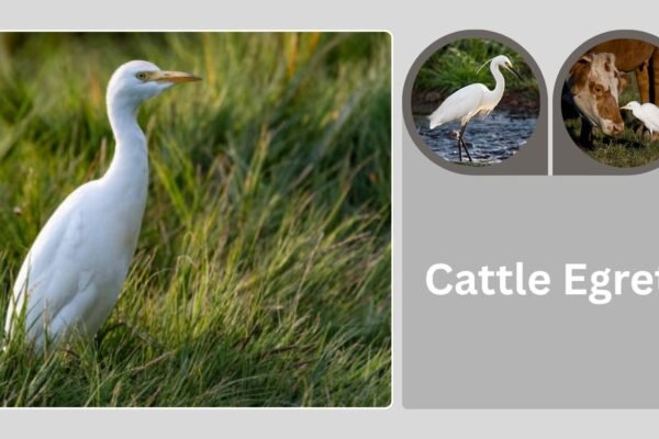 Cattle Egret: Identification, Range, Cow Relationship, and Behavior