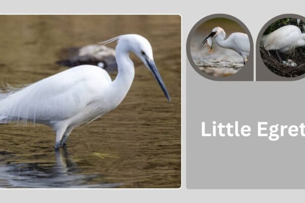 Little Egret: Size, Identification, Habitat, Diet, and Behavior