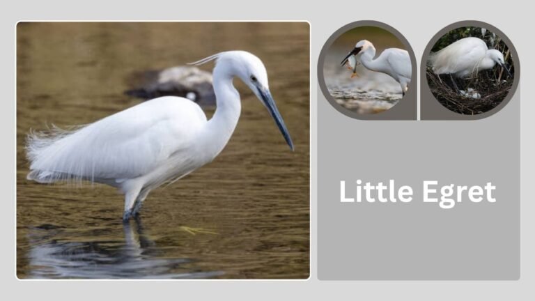 Little Egret: Size, Identification, Habitat, Diet, and Behavior