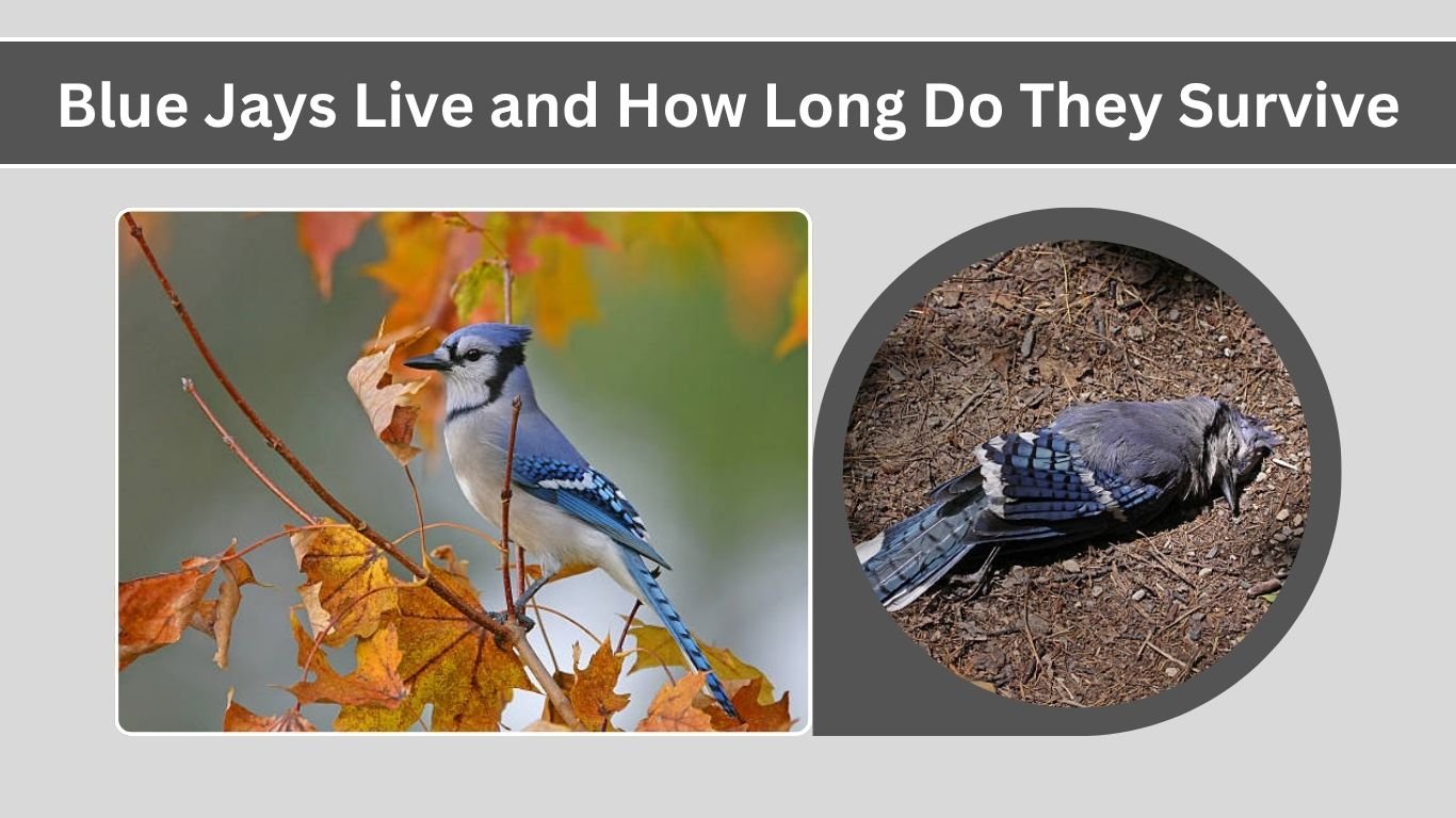 Jays Live and How Long Do They Survive