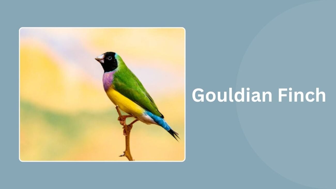Gouldian Finch