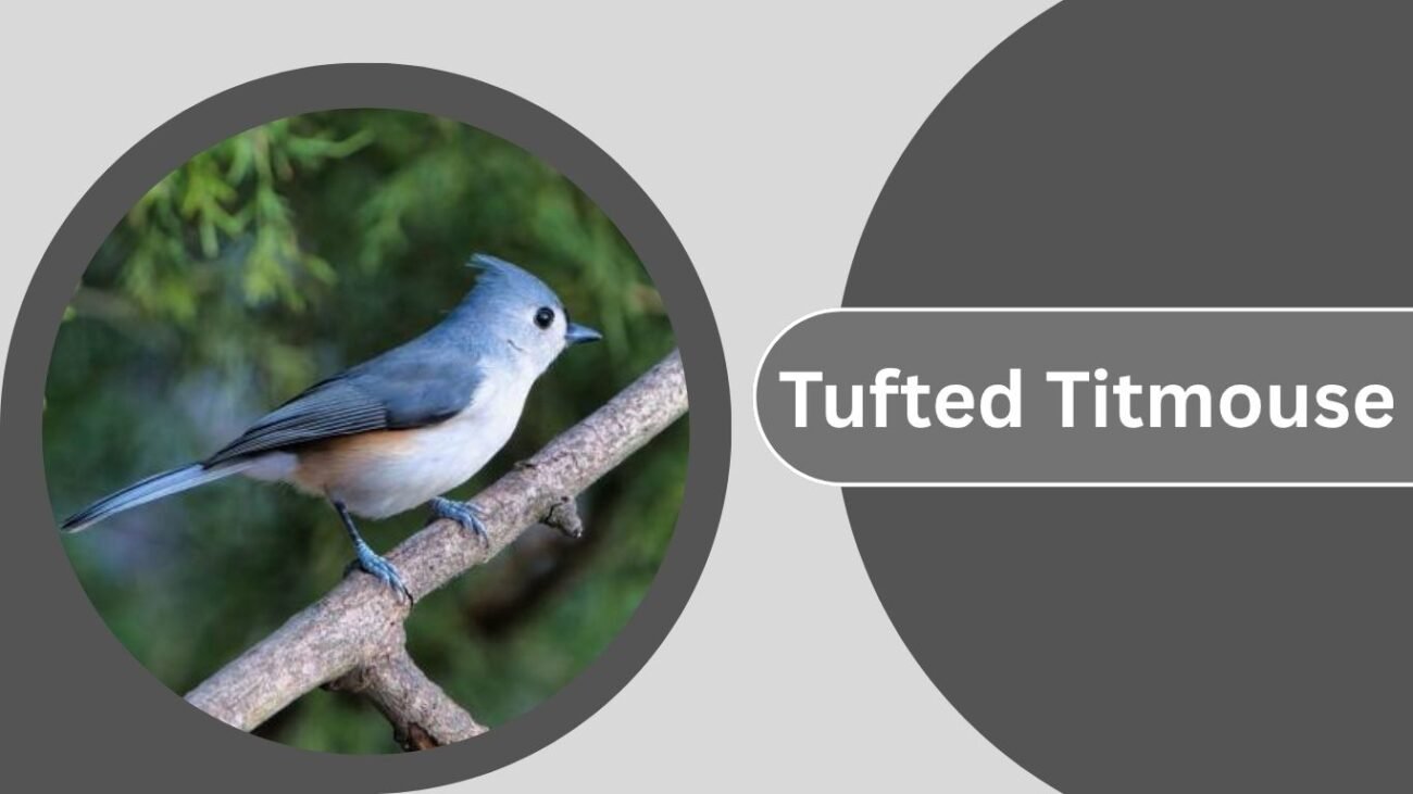 Tufted Titmouse