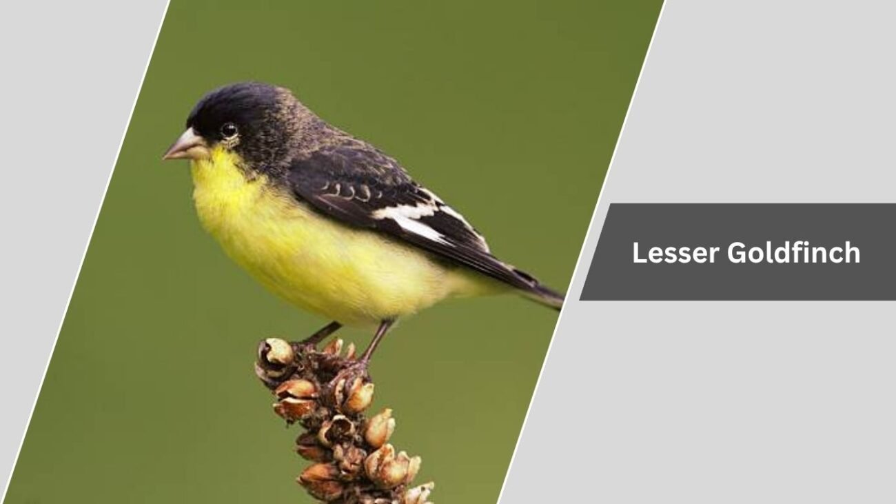Lesser Goldfinch
