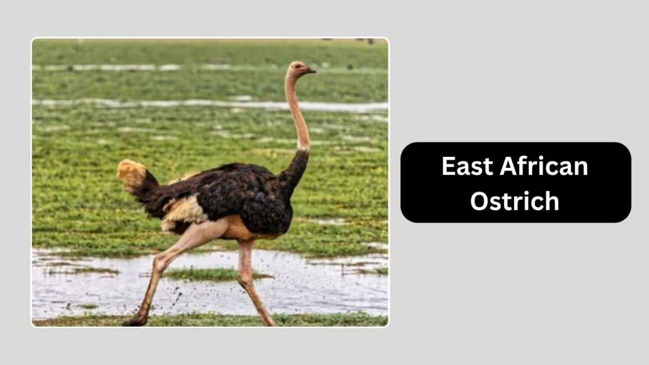 East African Ostrich
