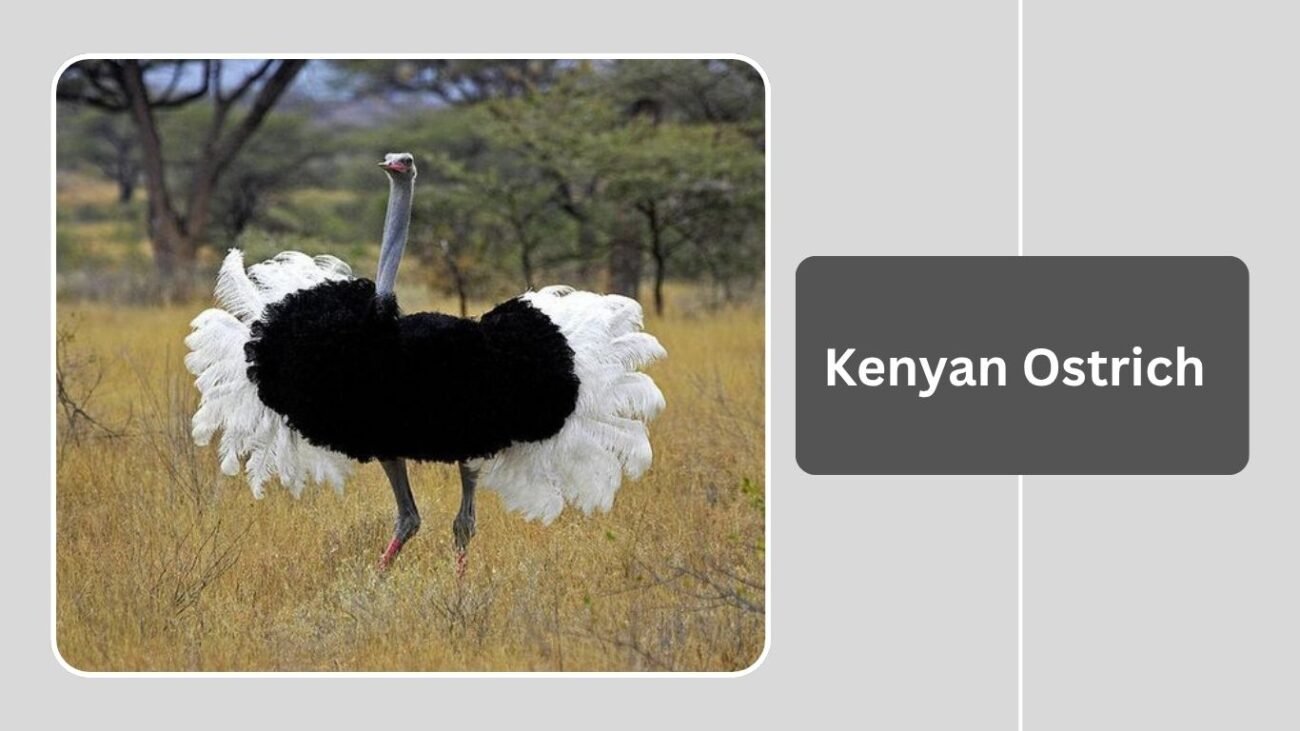 Kenyan Ostrich