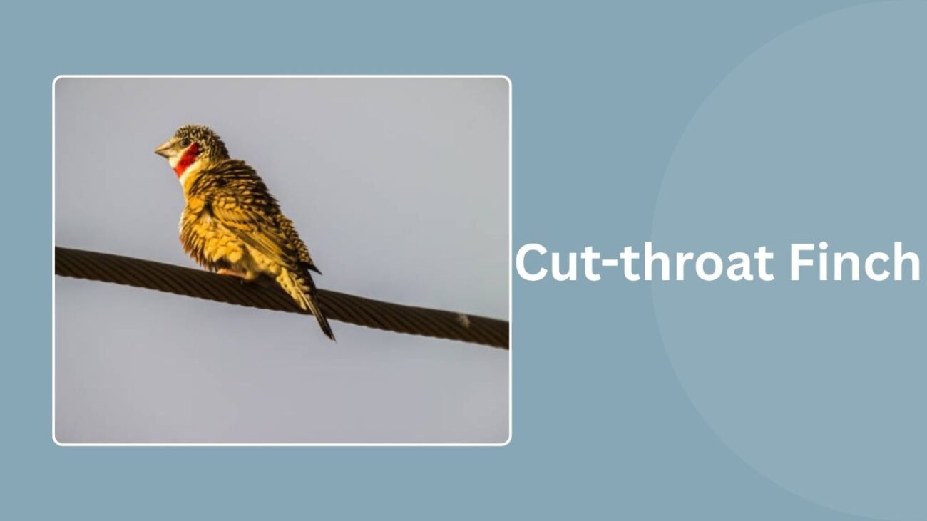 Cut-throat Finch
