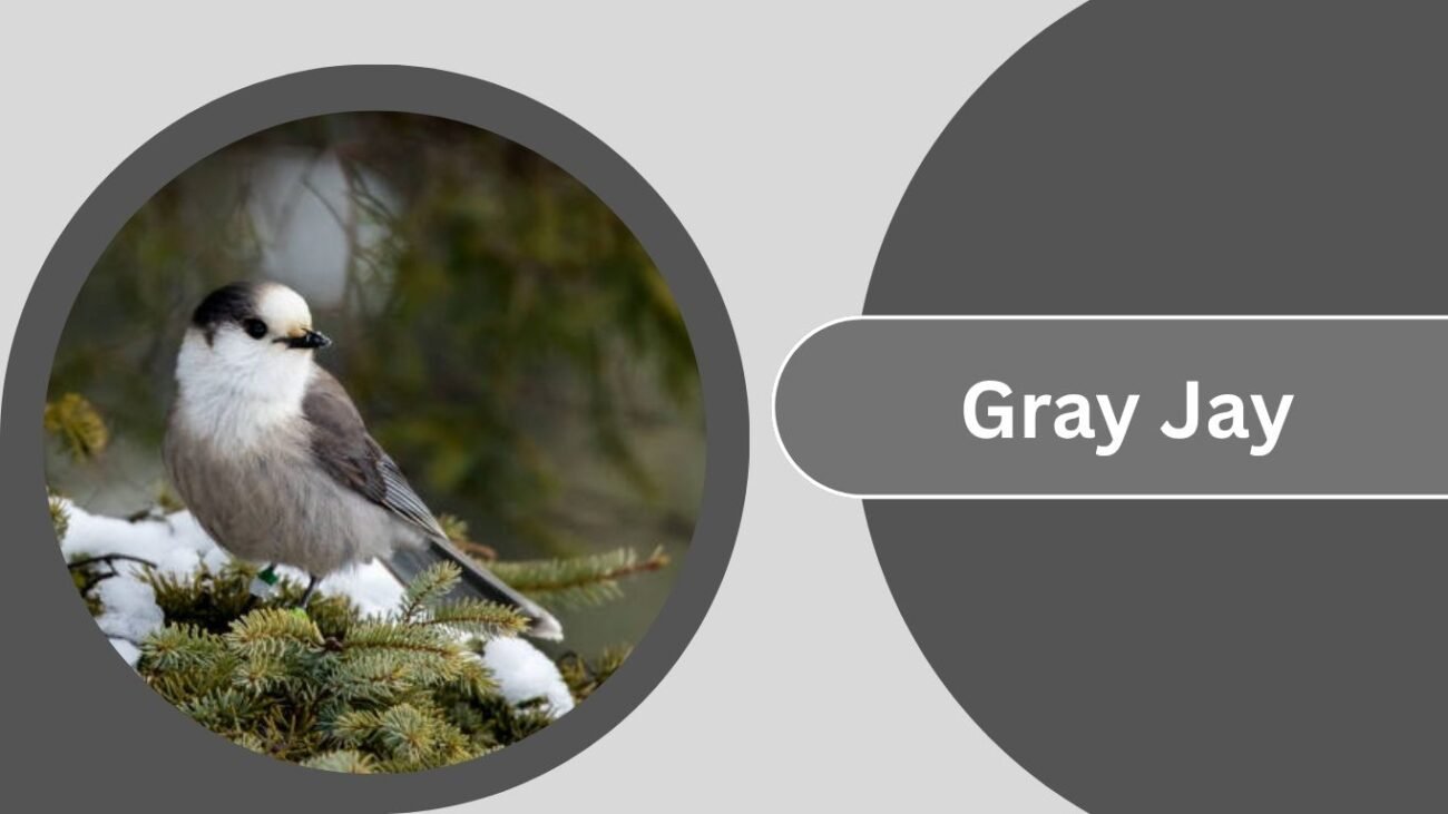 Gray Jay
