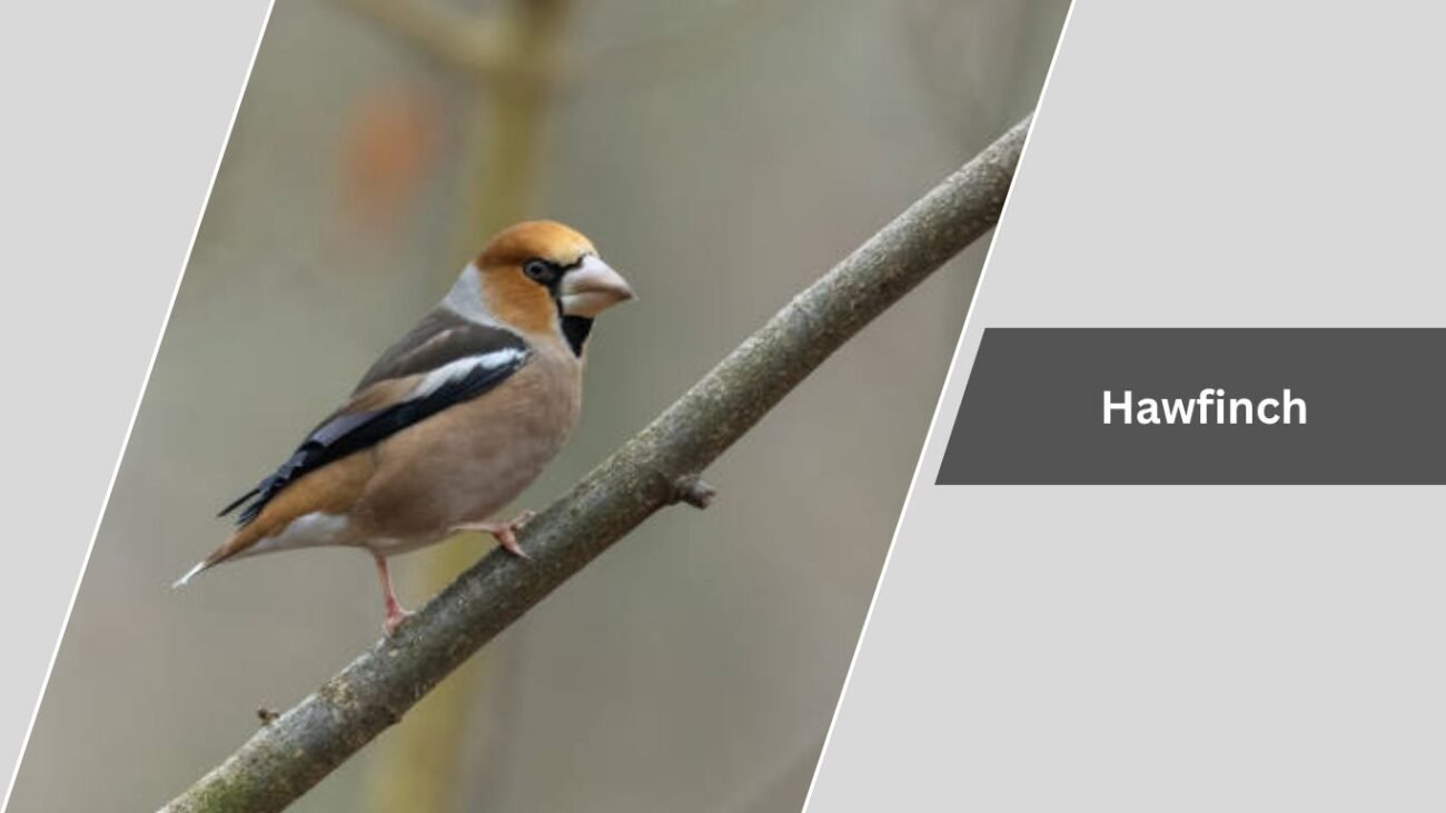 Hawfinch