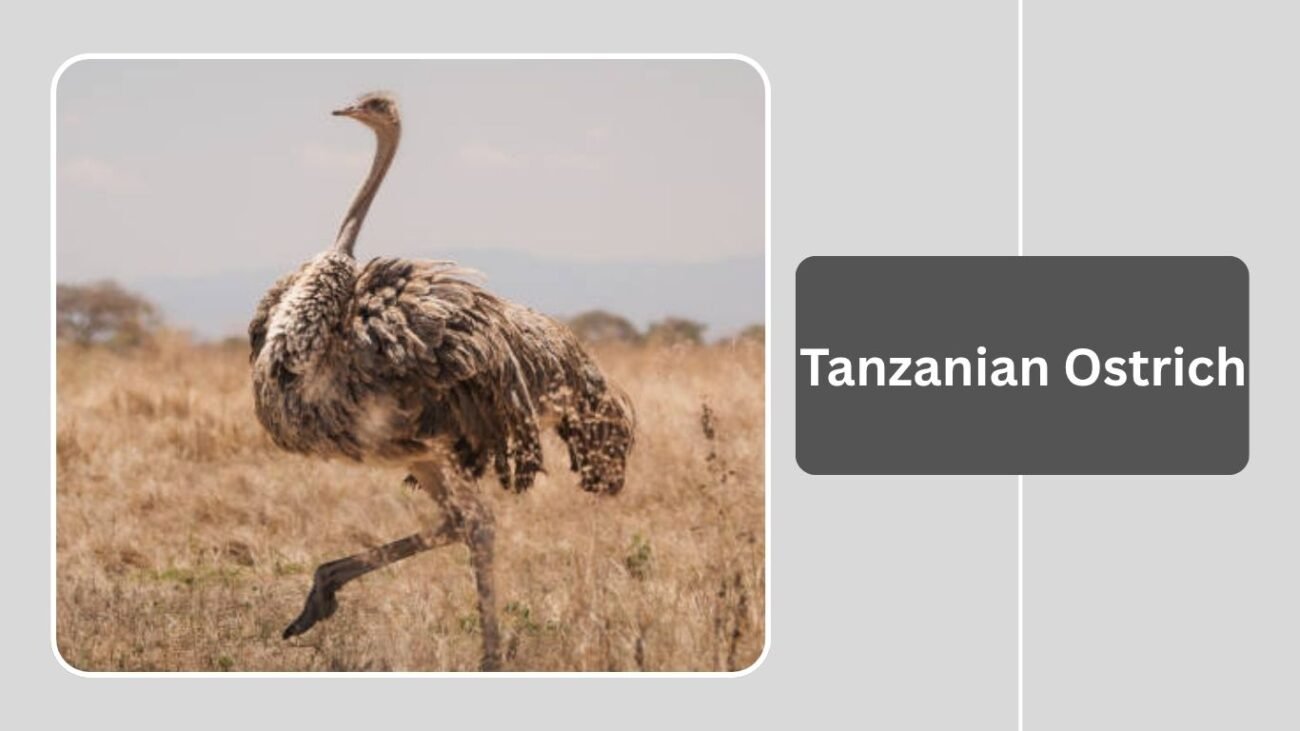 Tanzanian Ostrich
