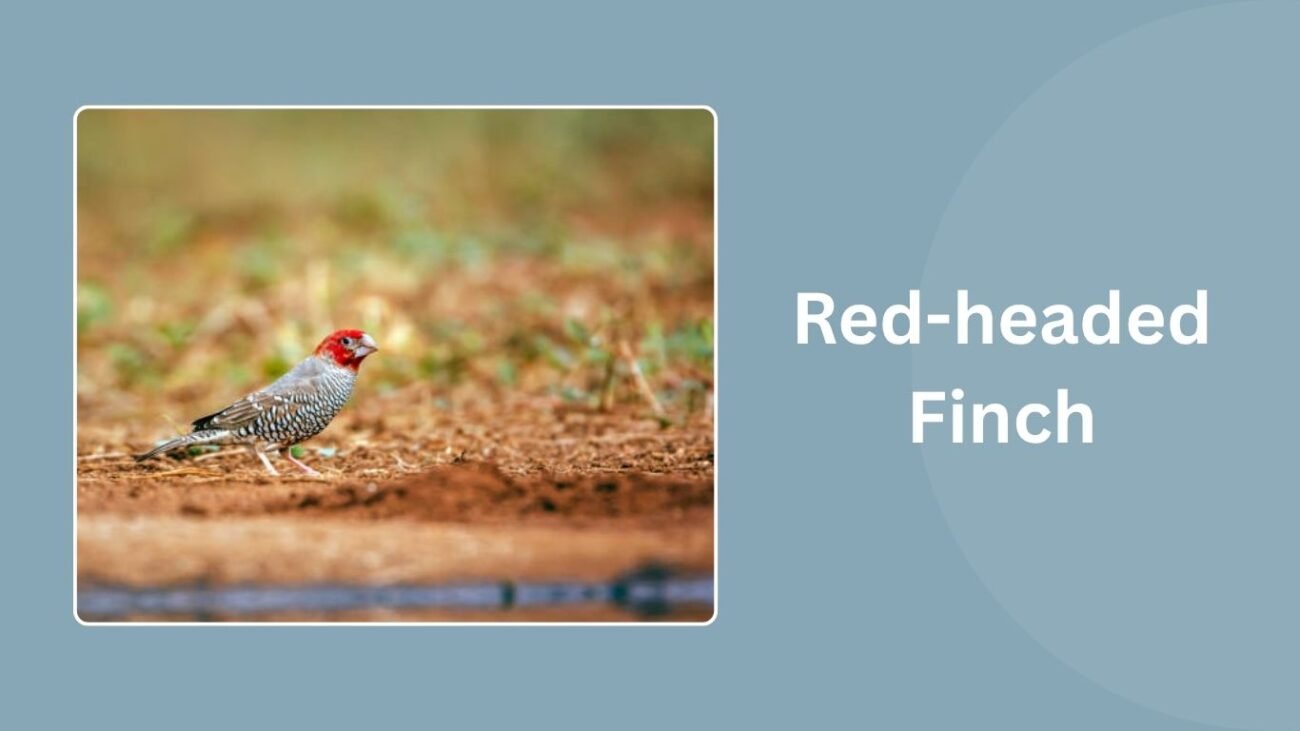 Red-headed Finch