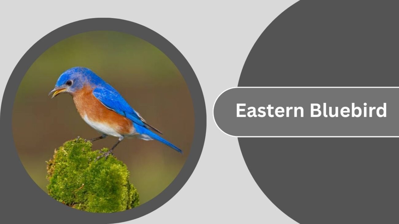 Eastern Bluebird