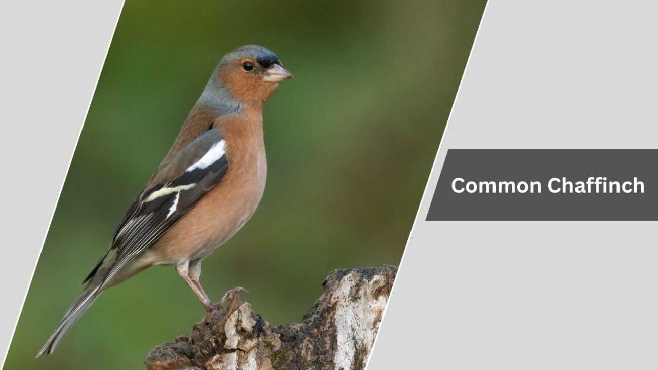 Common Chaffinch