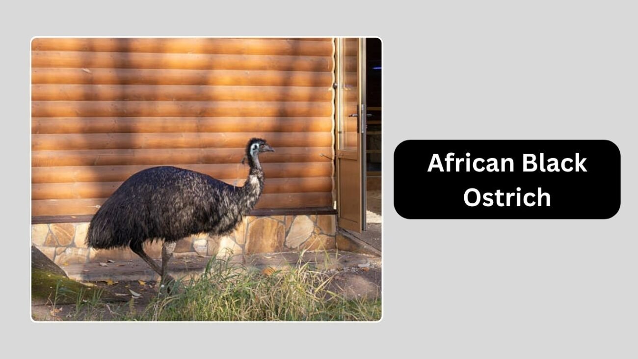 African Black Ostrich (Domesticated Hybrid)