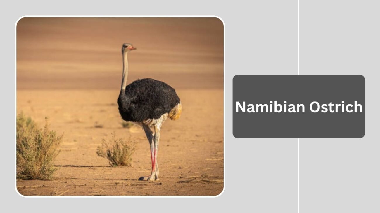 Namibian Ostrich