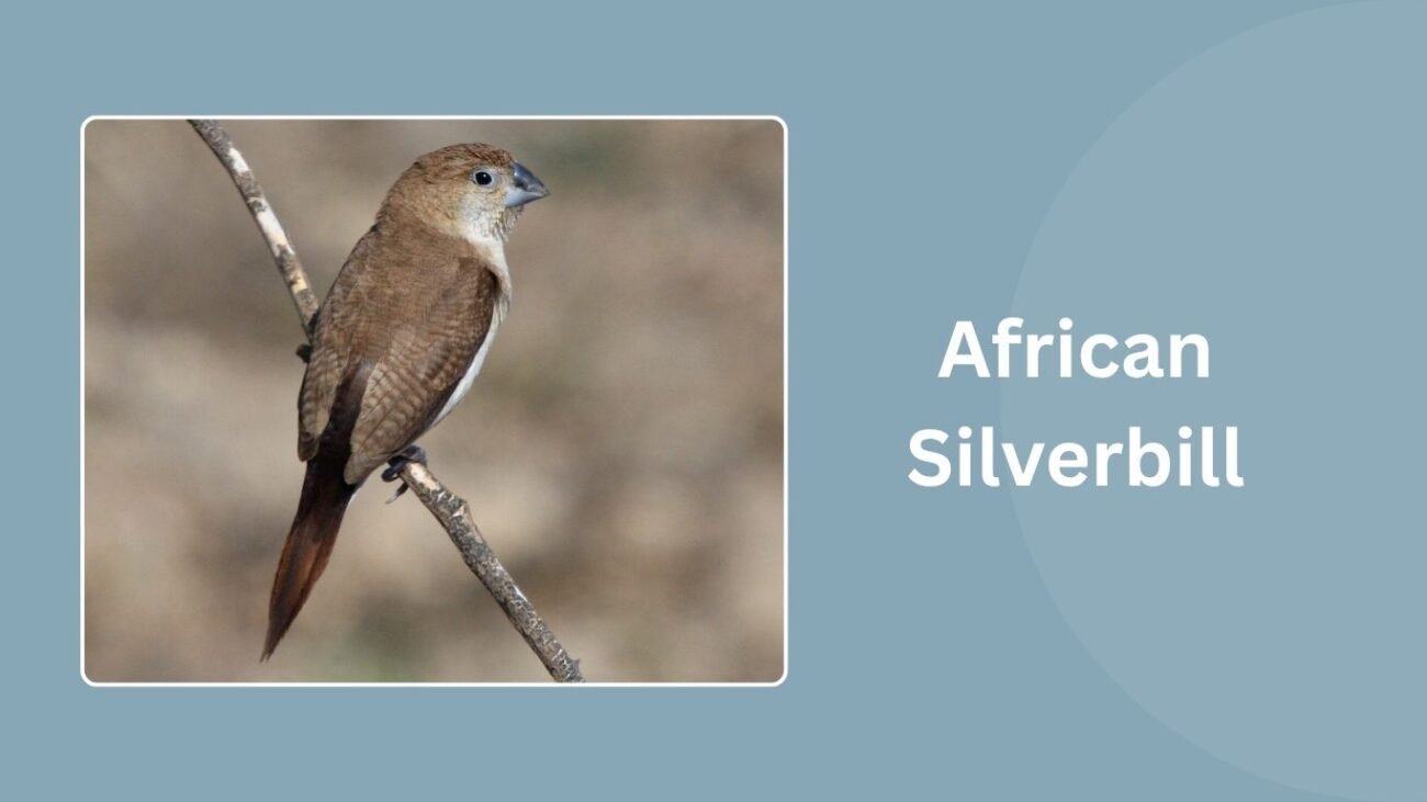 African Silverbill