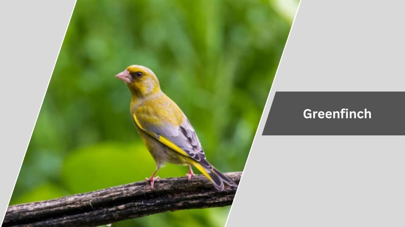 Greenfinch