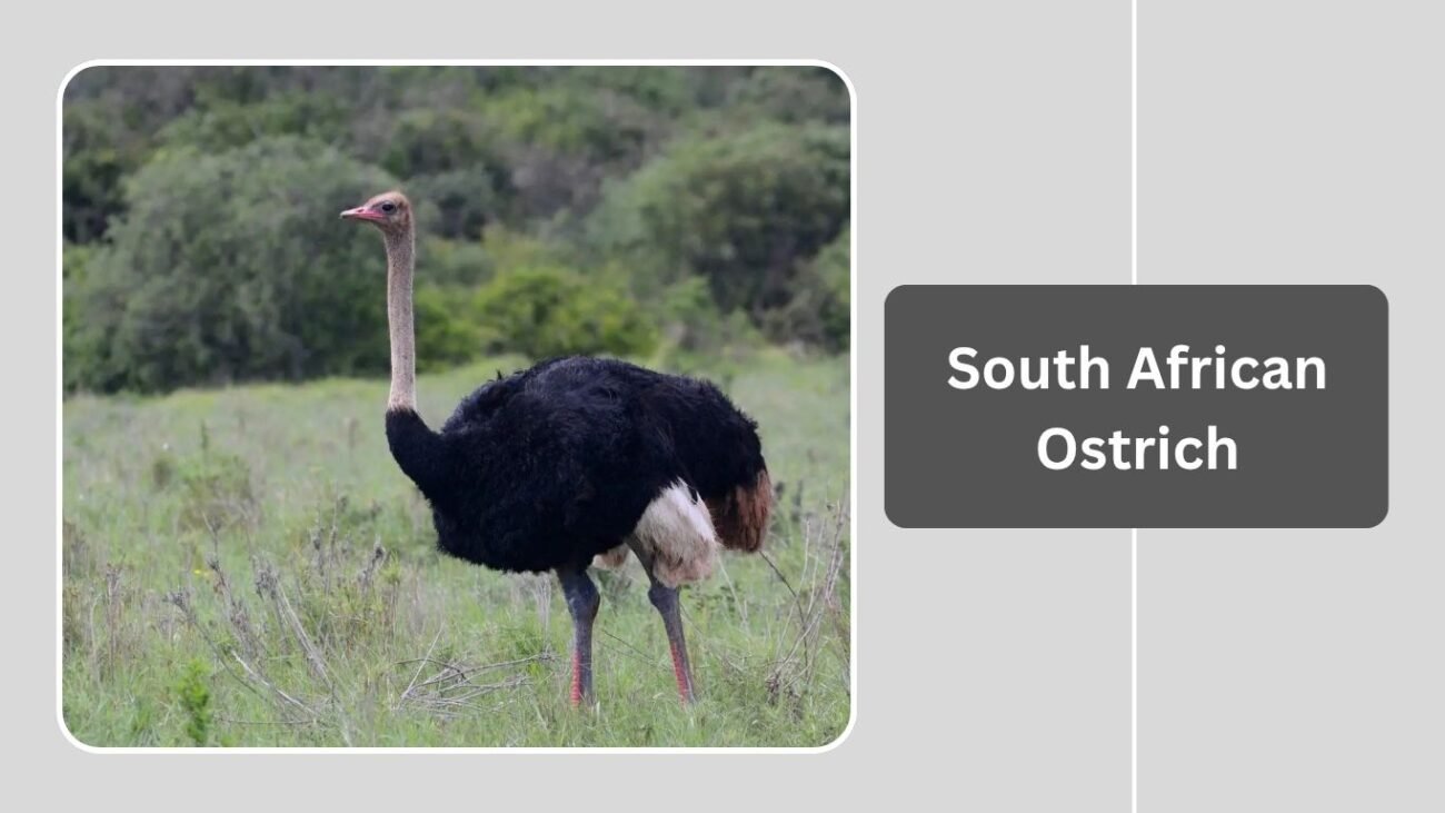 South African Ostrich