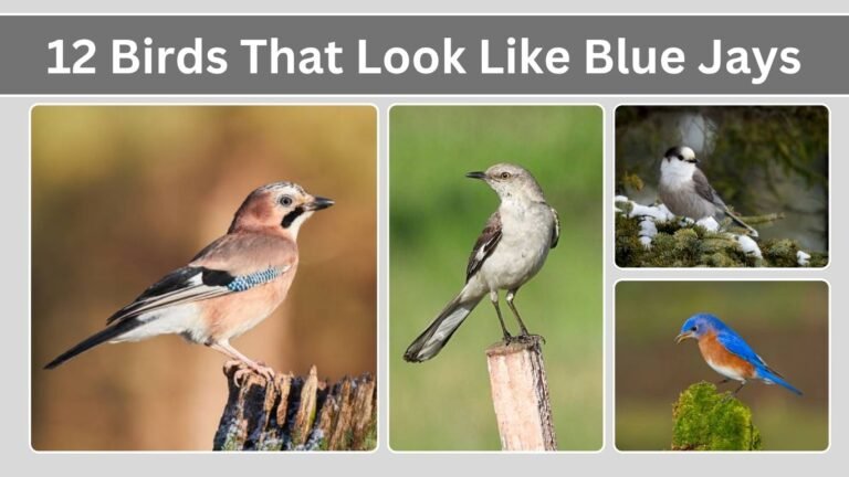 12 Birds That Look Like Blue Jays: Identification With Pictures