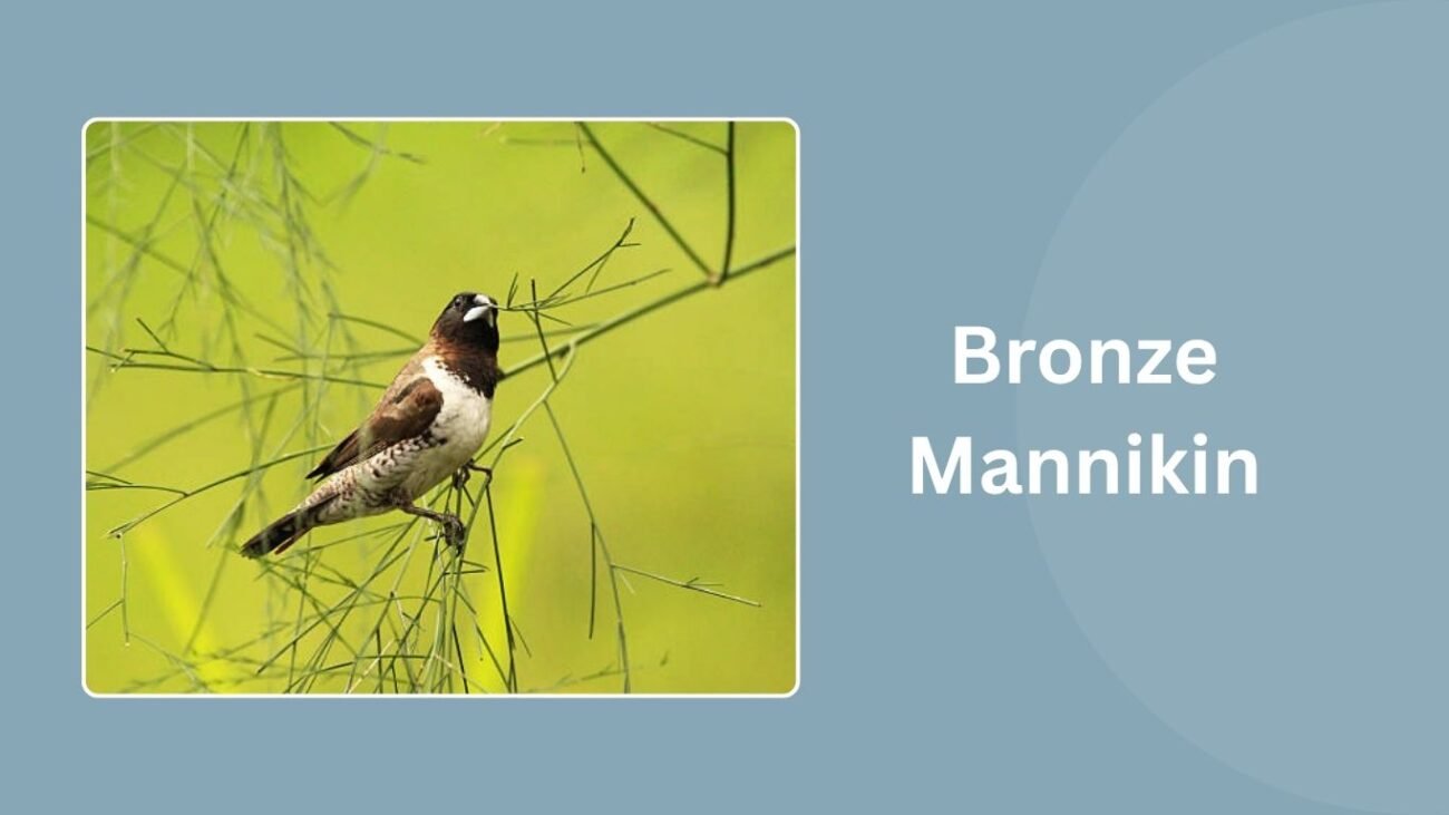 Bronze Mannikin