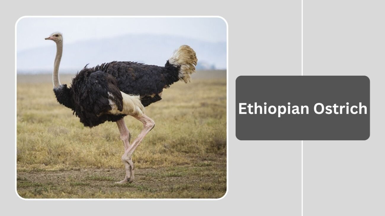 Ethiopian Ostrich