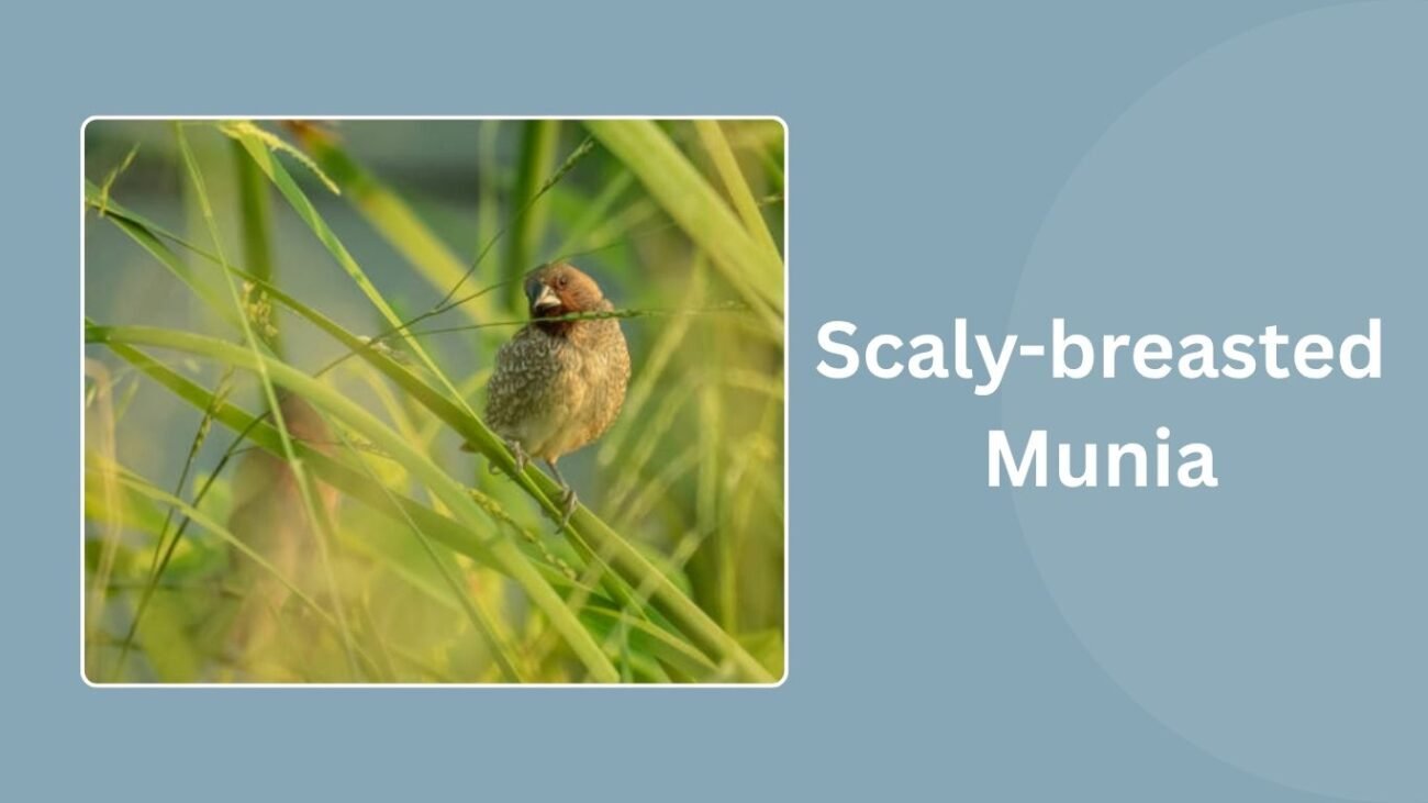 Scaly-breasted Munia