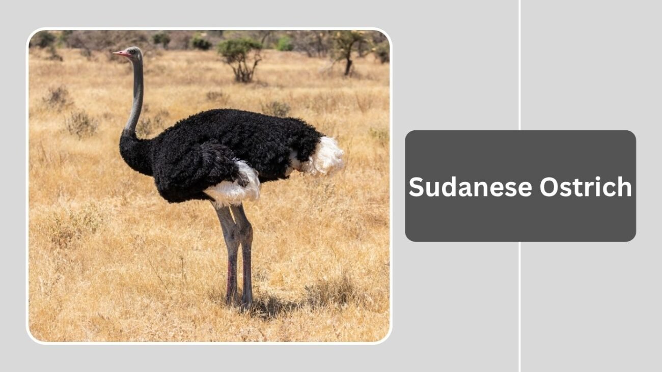 Sudanese Ostrich