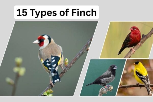 15 Types of Finch Species: Identification with Picture