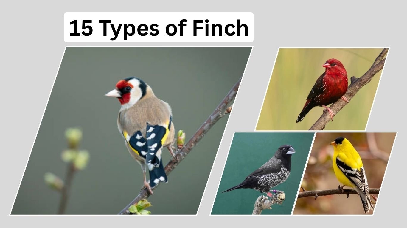 15 Types of Finch Species: Identification with Picture