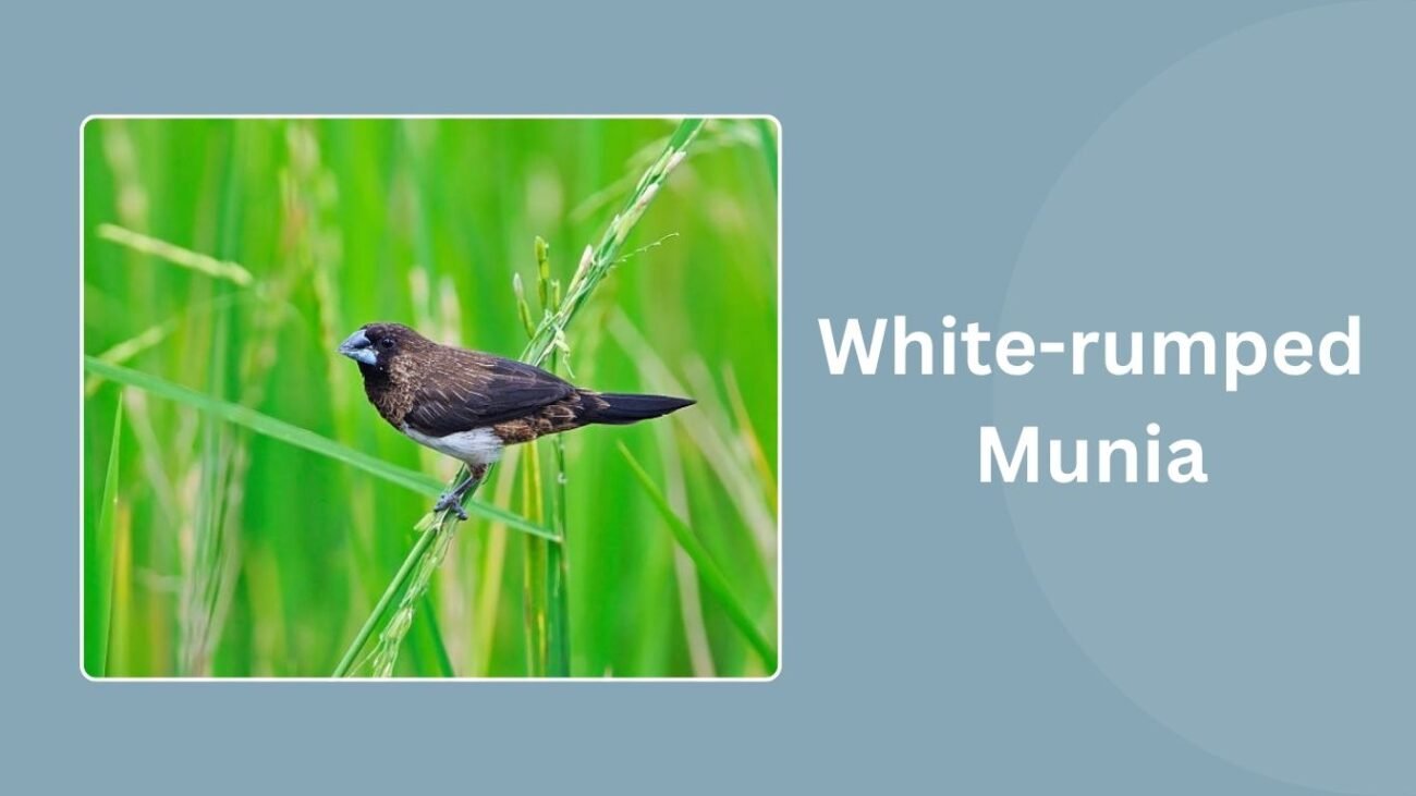 White-rumped Munia
