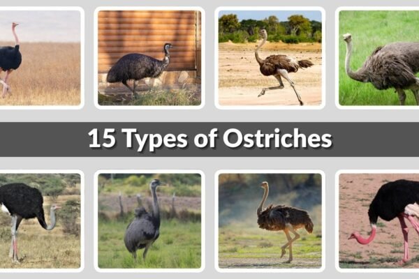 15 Types of Ostriches: Identification With Picture