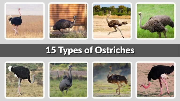 15 Types of Ostriches: Identification With Picture