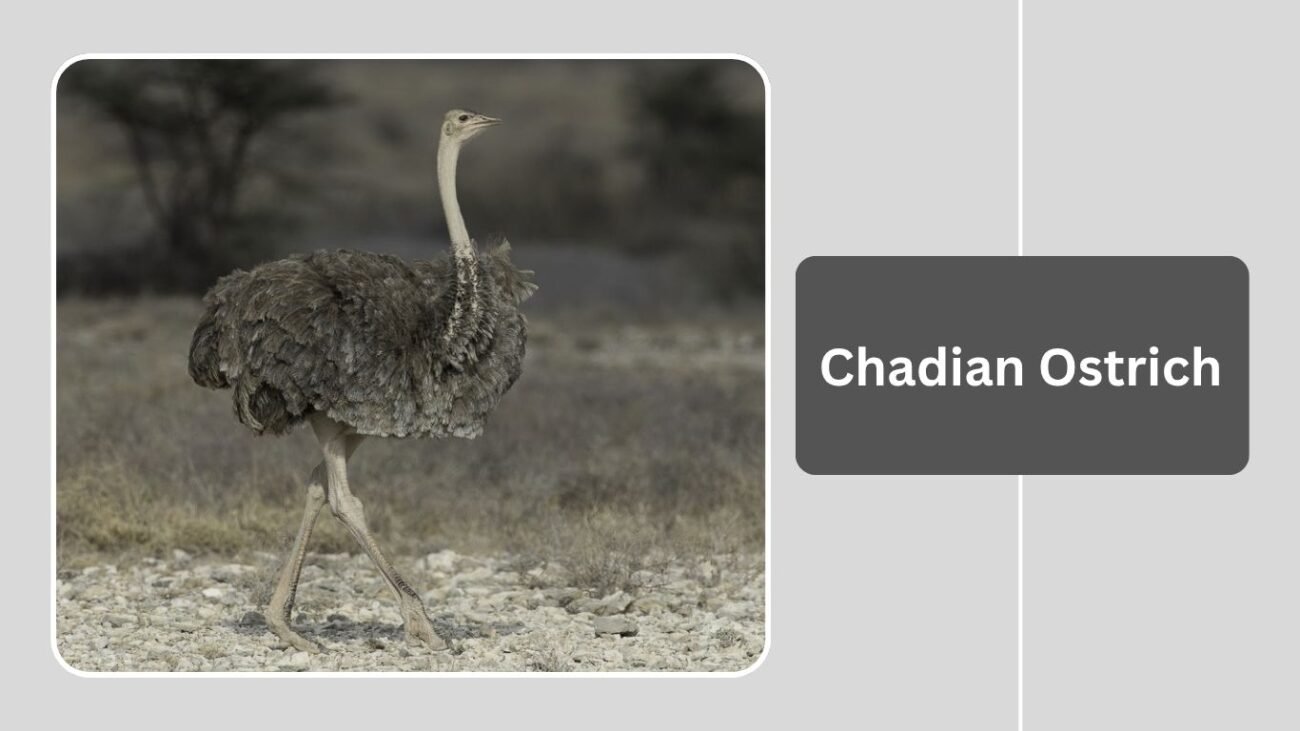 Chadian Ostrich