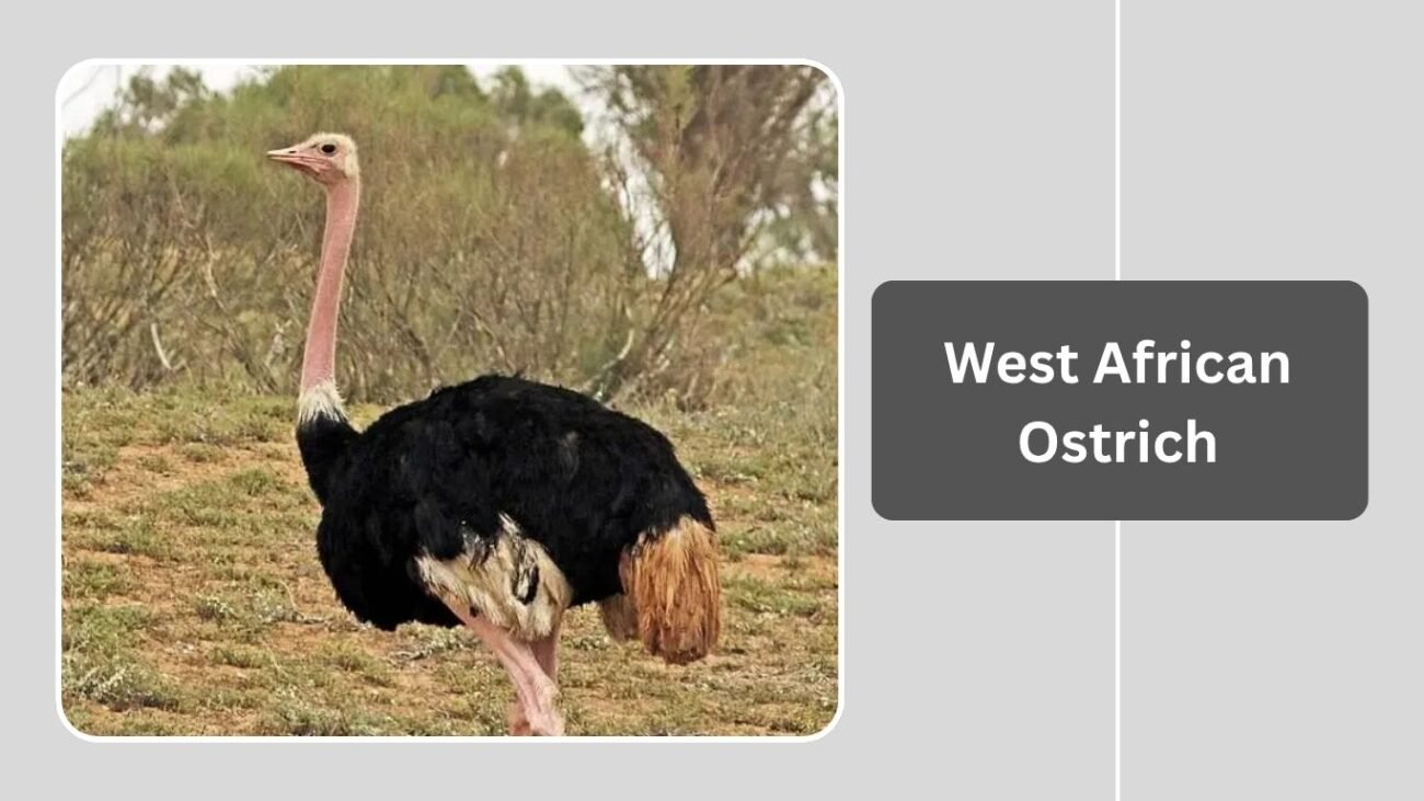 West African Ostrich