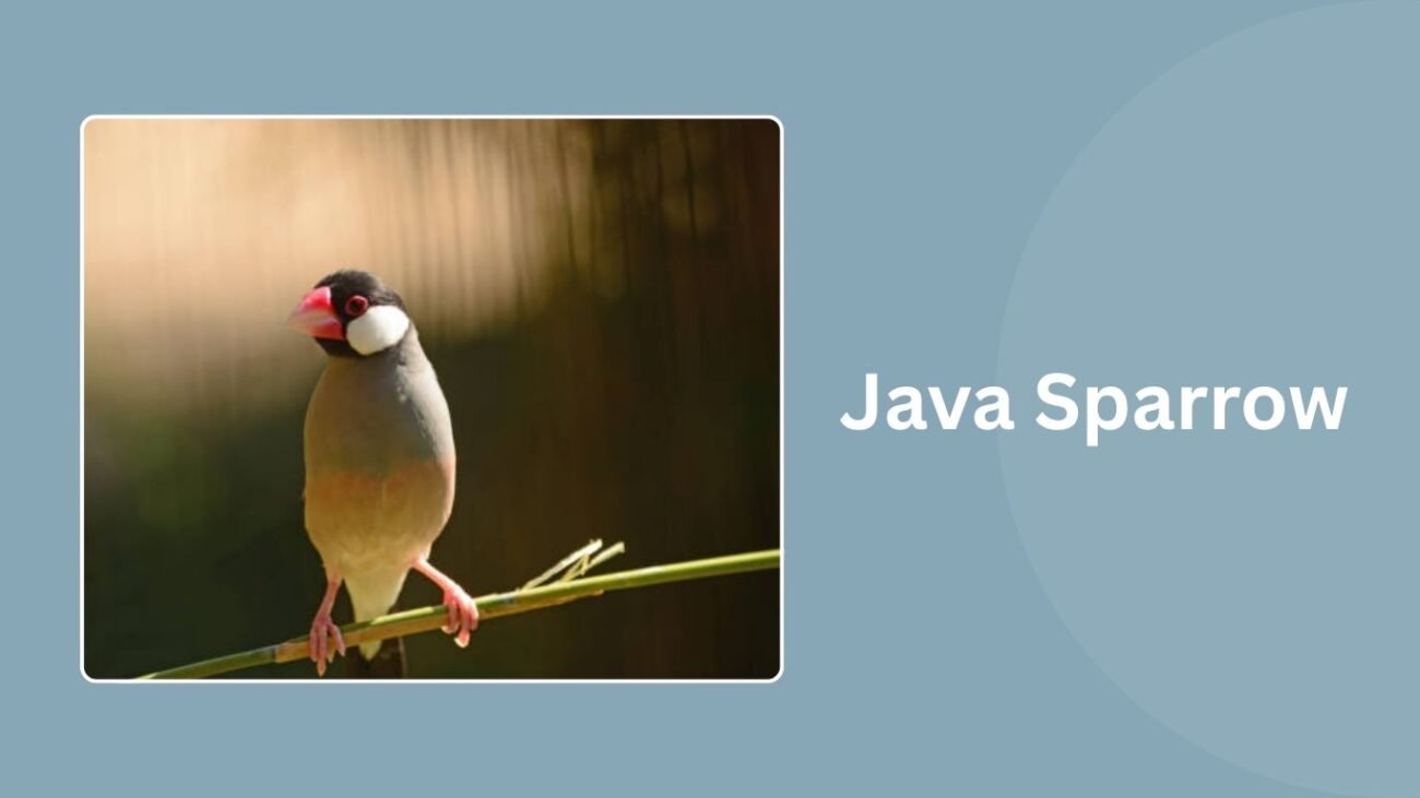 Java Sparrow