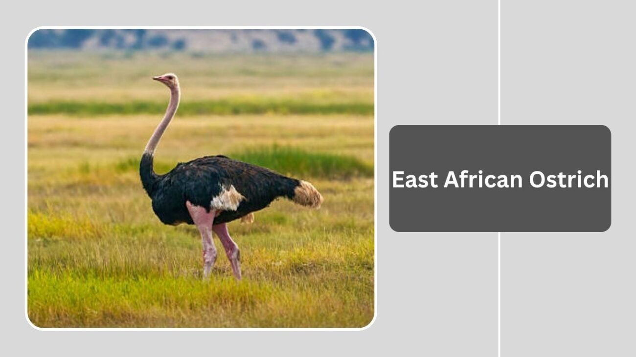 East African Ostrich