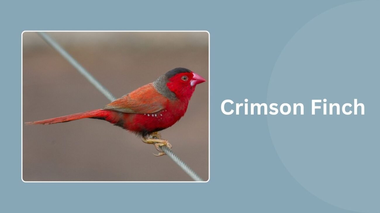 Crimson Finch