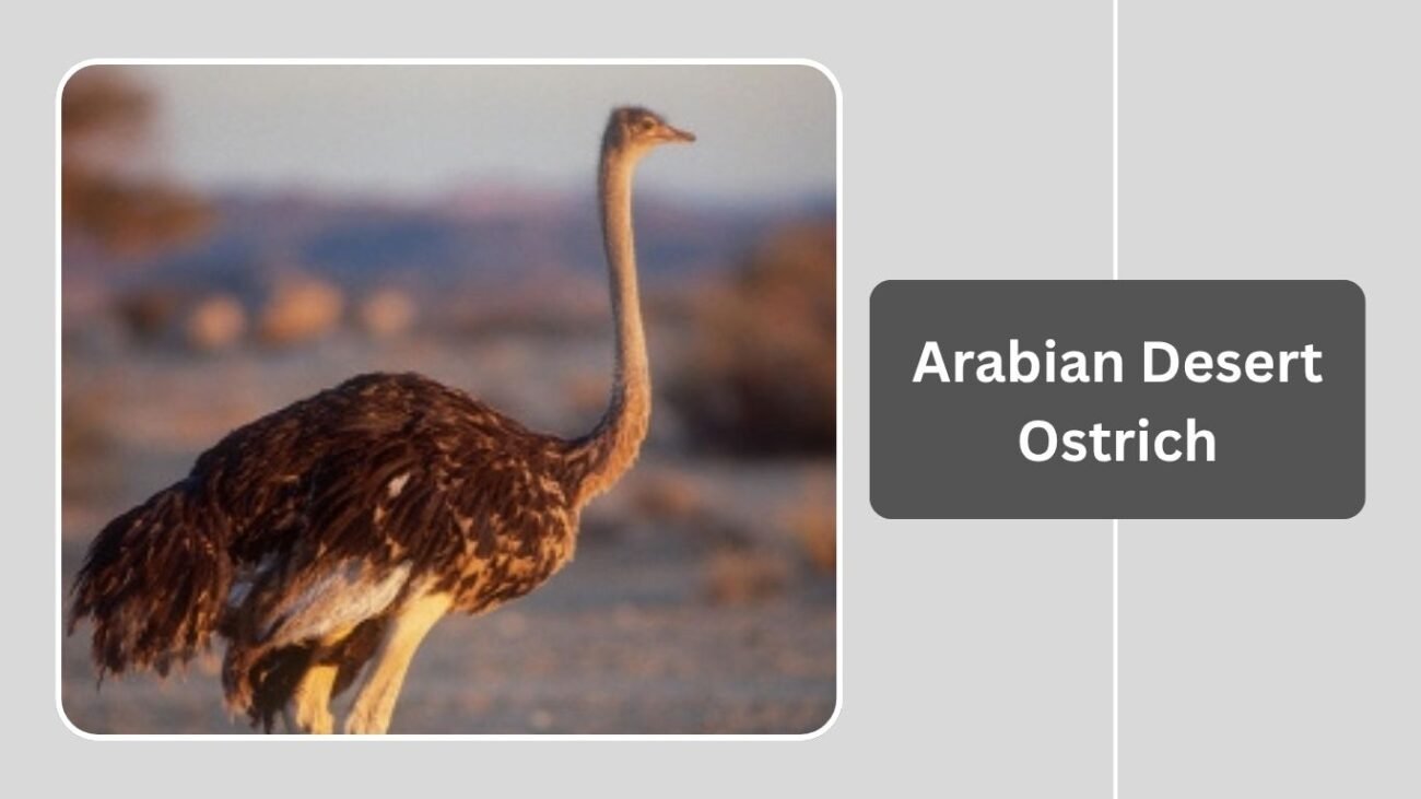 Arabian Desert Ostrich