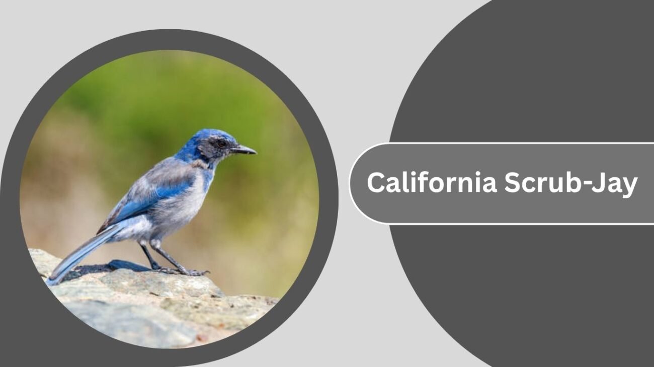 California Scrub-Jay