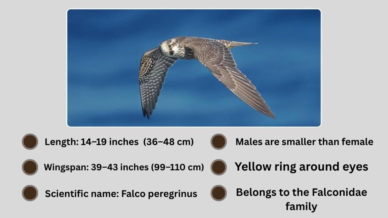 Identification