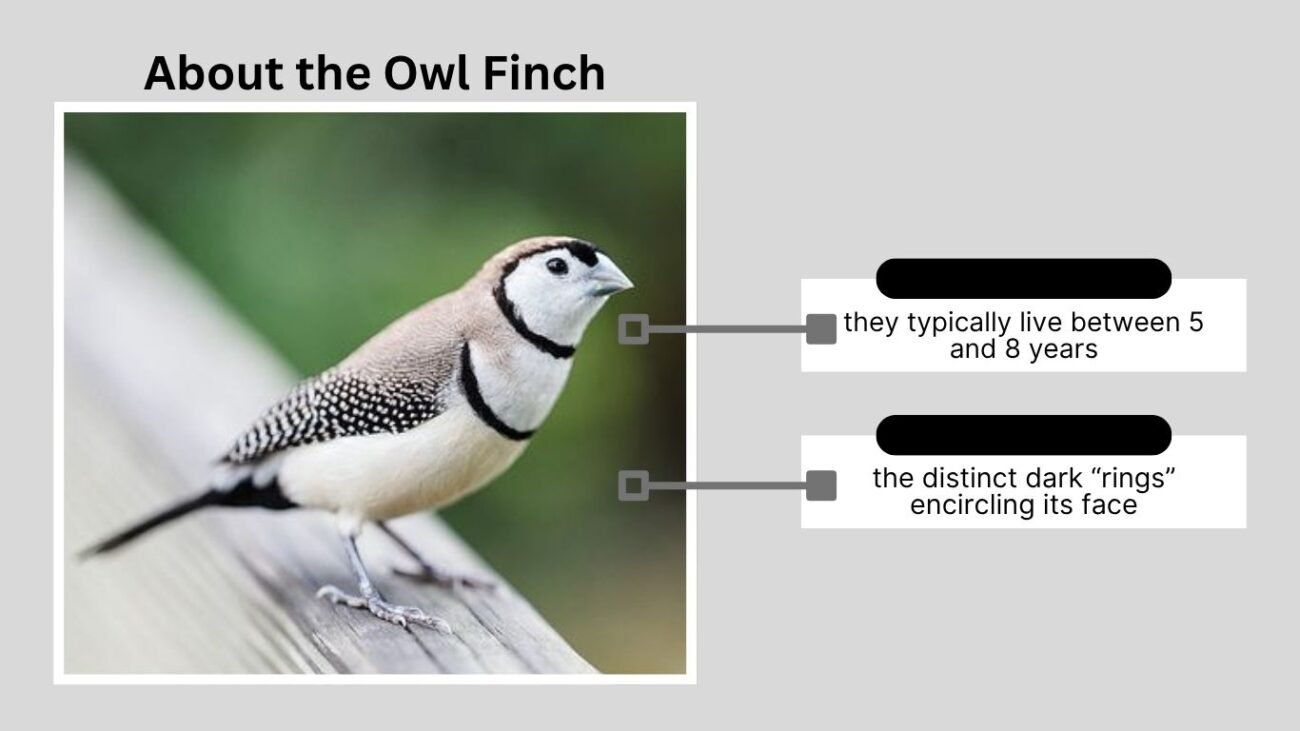 About the Owl Finch