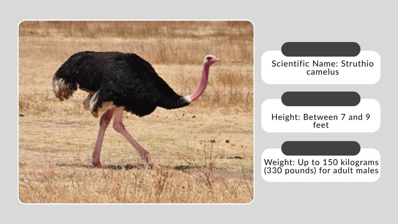 About the Ostrich