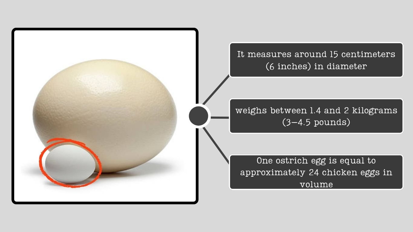 Ostrich Egg Size Nutrition Price And Buying Guide ostrich-egg-size-nutrition-price-and-buying-guide