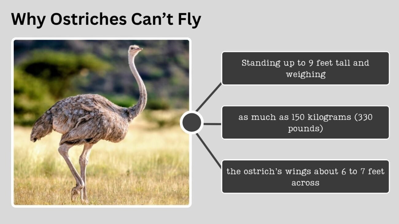 Why Ostriches Can’t Fly